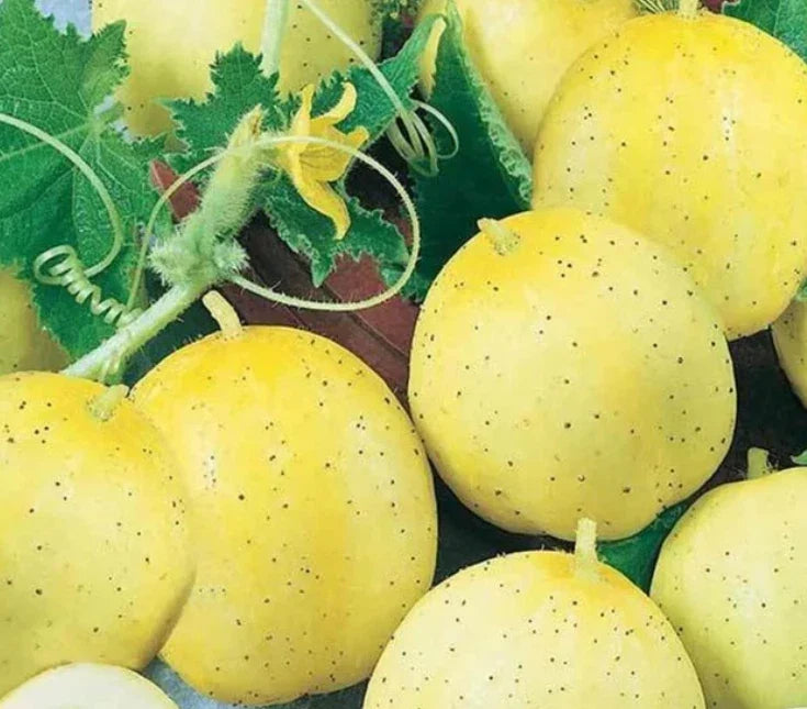 Lemon Cucumber Seeds 100 Count Non-GMO Cucumis sativus for Sweet Yellow Baseball-Shaped Cucumbers