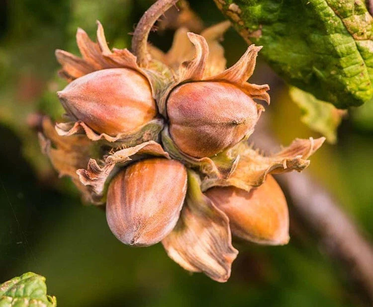 American Hazelnut Trees 10-12" Tall 4" Pot Corylus americana Edible Nuts 5 Bareroot Plants