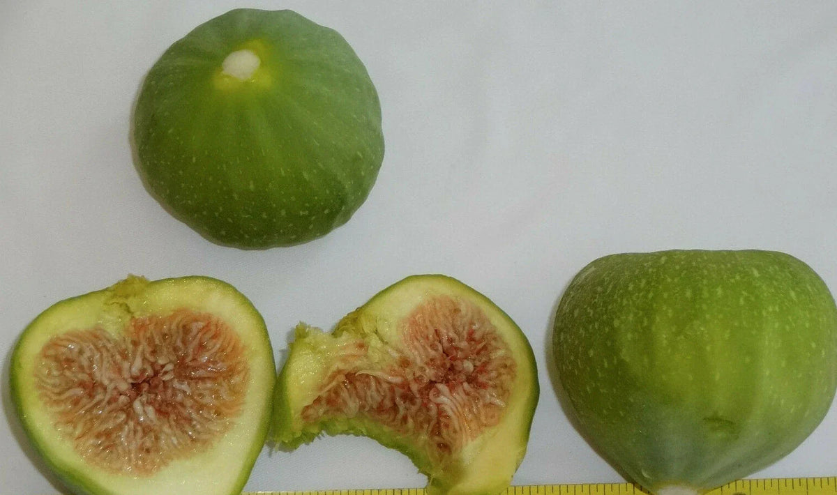 Green Ischia Fig Tree Cuttings - 3 Pack - Ficus carica - Hardy in Zones 7 to 10 - Ideal for Home Gardens