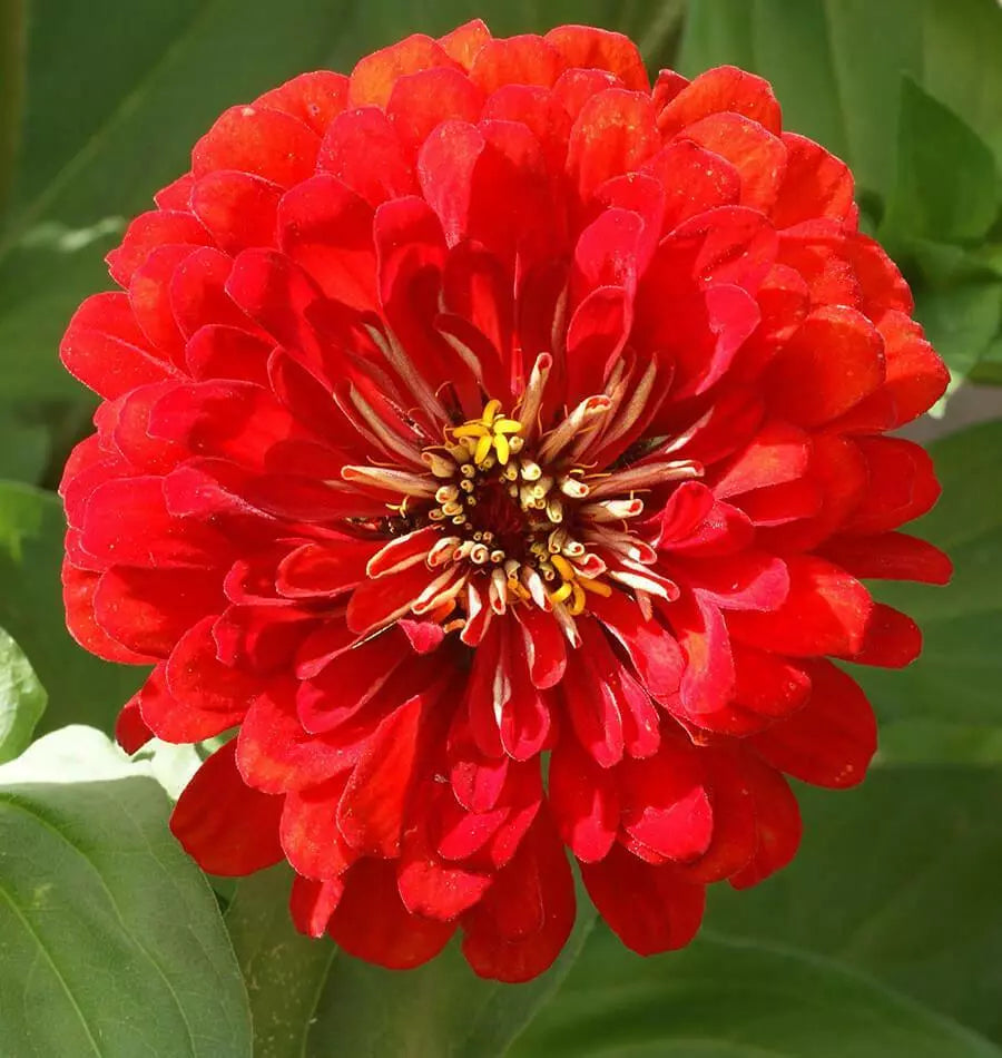 Cherry Queen Zinnia Seeds – Over 150 Red Flower Seeds for Garden, Borders & Containers – Zinnia elegans, Annual, Full Sun, USA Seller