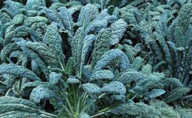 Premium Organic Heirloom Kale Seeds - Lacinato Variety (Dinosaur Kale, Tuscan) - Non-GMO, Fresh Planting Seeds