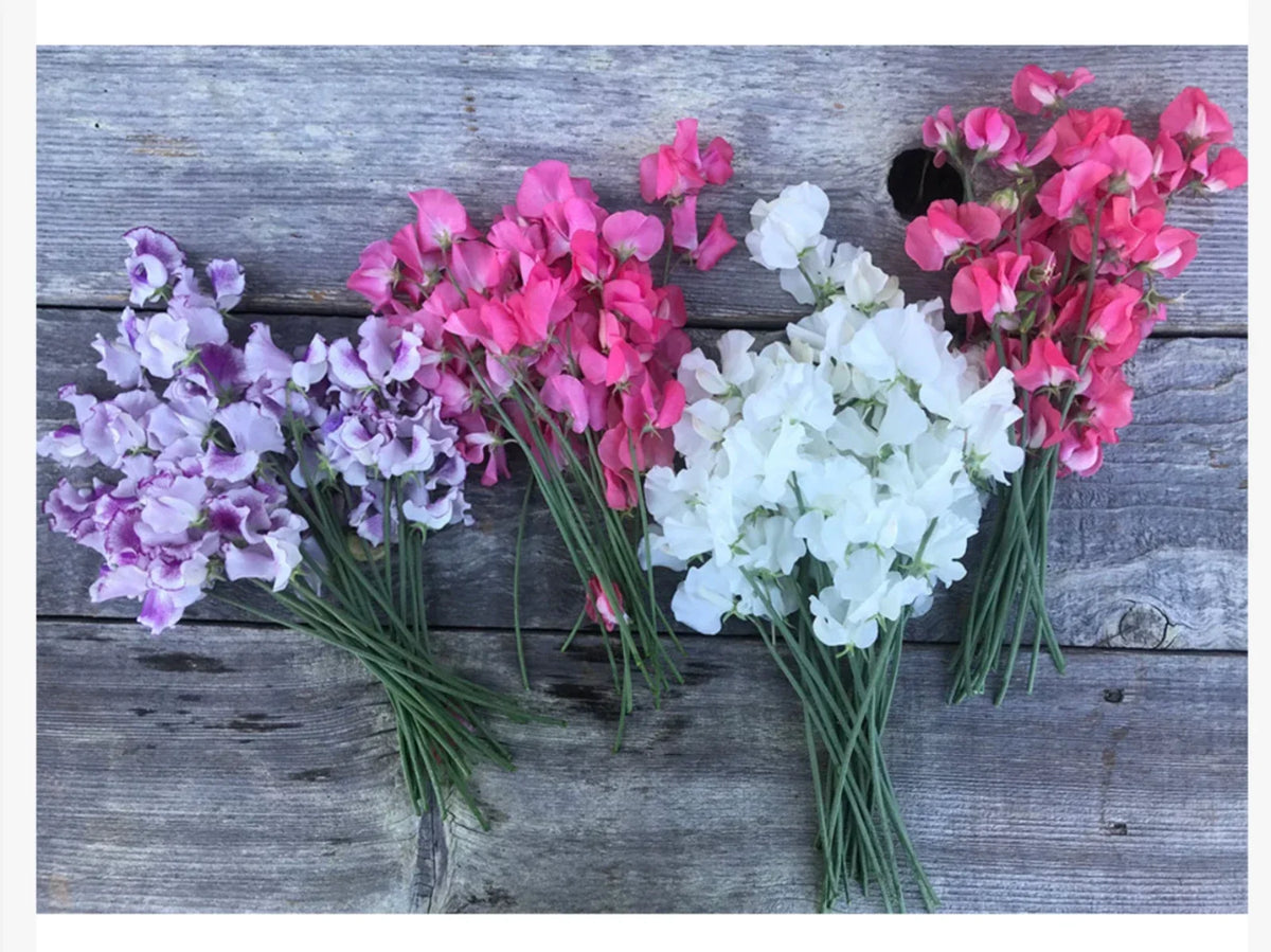 Winter Flowering Sweet Peas Seeds - Short Day Variety for Christmas Blooms - Lathyrus odoratus - Garden, Container Planting