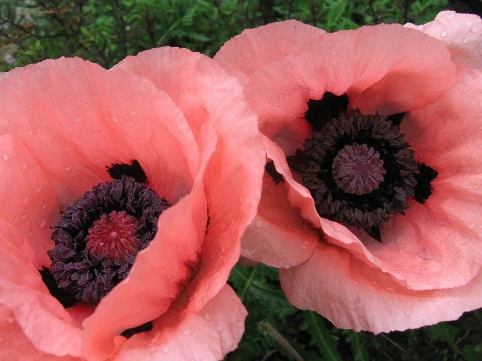 Oriental Princess Victoria Louise Poppy Seeds - 200+ Premium Seeds for Garden - Papaver orientale