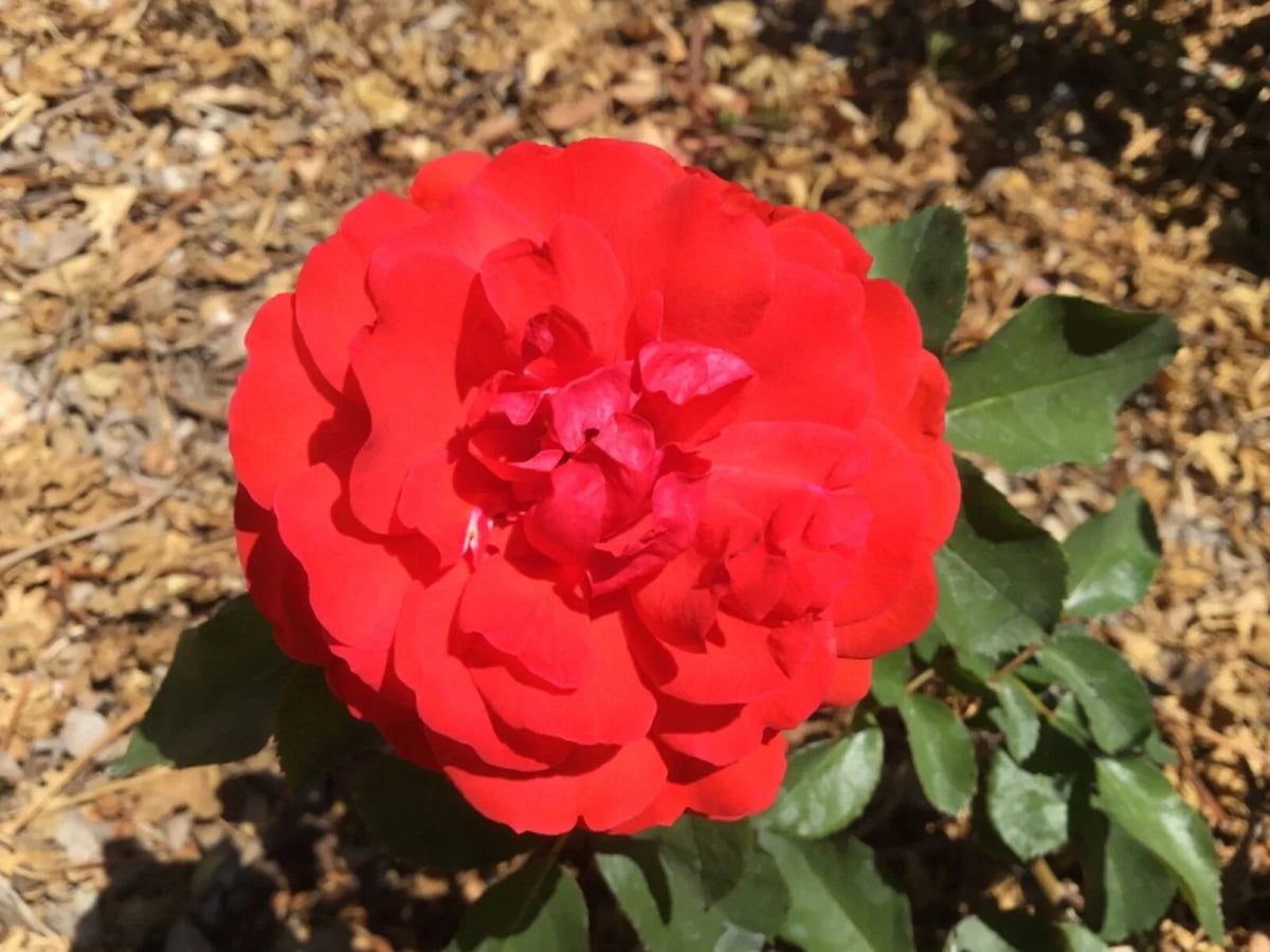 Rose Cuttings - Scarlet Bounty Winter-Blooming Shrub for Propagation - Rosa 'Scarlet Bounty'