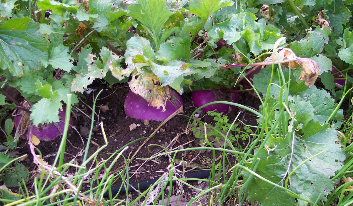Organic Heirloom Turnip Seeds - Purple Top White Globe - 50+ Seeds - Non-GMO, Heirloom Variety for Home Gardening
