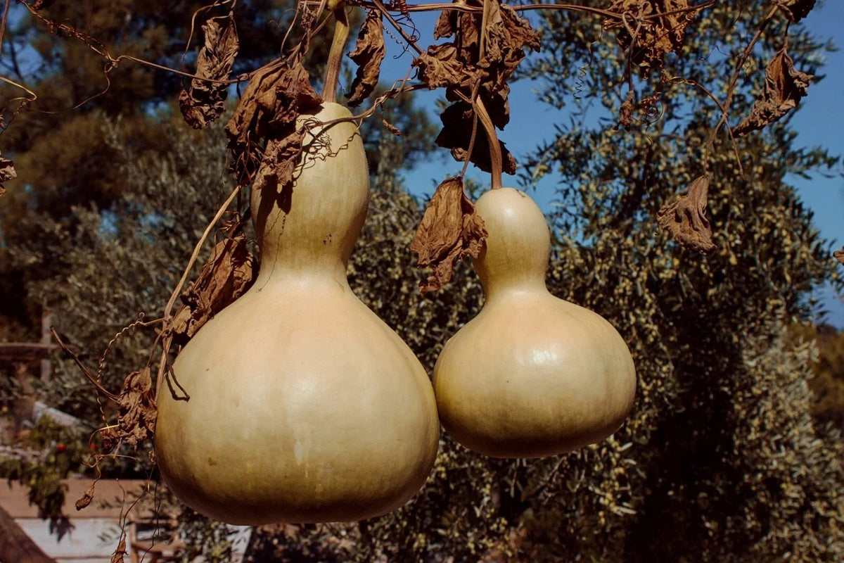 Birdhouse Gourd Seeds, 20+ White-Flowered Calabash, Chinese Buddha Squash, Lagenaria siceraria, Decorative Gourds for Crafting