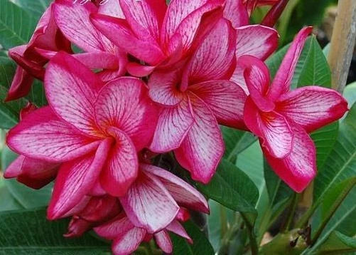 Pink White Plumeria Seeds - 5 Hawaiian Perennial Flower Lei Plants - Fragrant Tropical Blooms (Plumeria spp.)