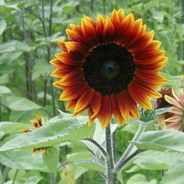Earthwalker Sunflower Seeds - Heirloom, Colorful, Rare Helianthus annuus, Garden, Pollinator Attracting, Non-GMO, Annual Seeds