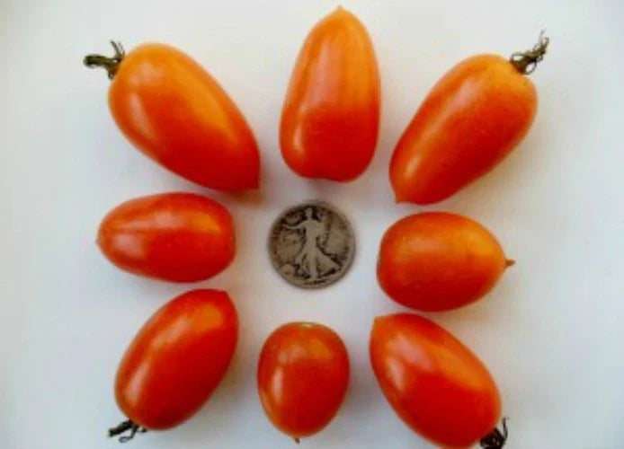 Amish Gold Tomato Seeds - 25 Pack, Paste & Slicer Variety, Solanum lycopersicum, Non-GMO, Heirloom, for Canning & Fresh Use