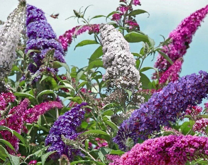 Butterfly Bush Seeds Mix - 100 Count Buddleia Davidii | Scented, Colorful Garden Plant