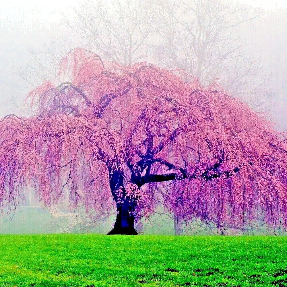 Weeping Sakura Cherry Blossom Tree Seeds - Prunus pendula - Pink Flowers - Hardy & Fast Growing