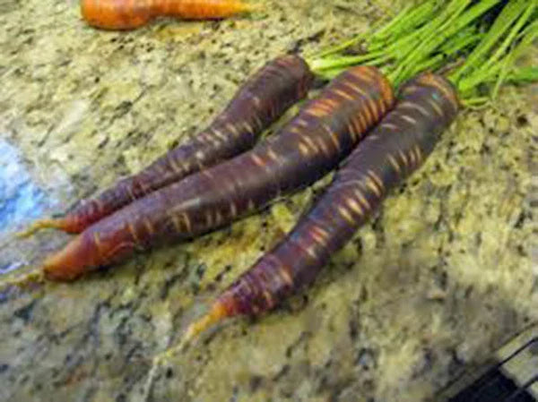 Purple Haze Carrot Seeds, 25+ Hybrid Seeds, Unusual Delicious & Sweet, Daucus carota