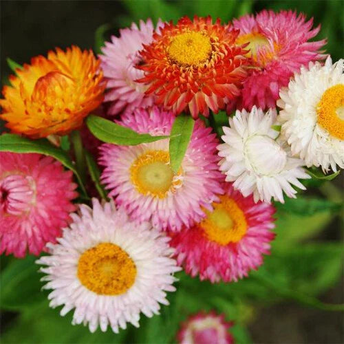 Swiss Giant Mix Strawflower Seeds | Non-GMO | Dried Flower Variety | Helichrysum bracteatum | Seed Store 1218