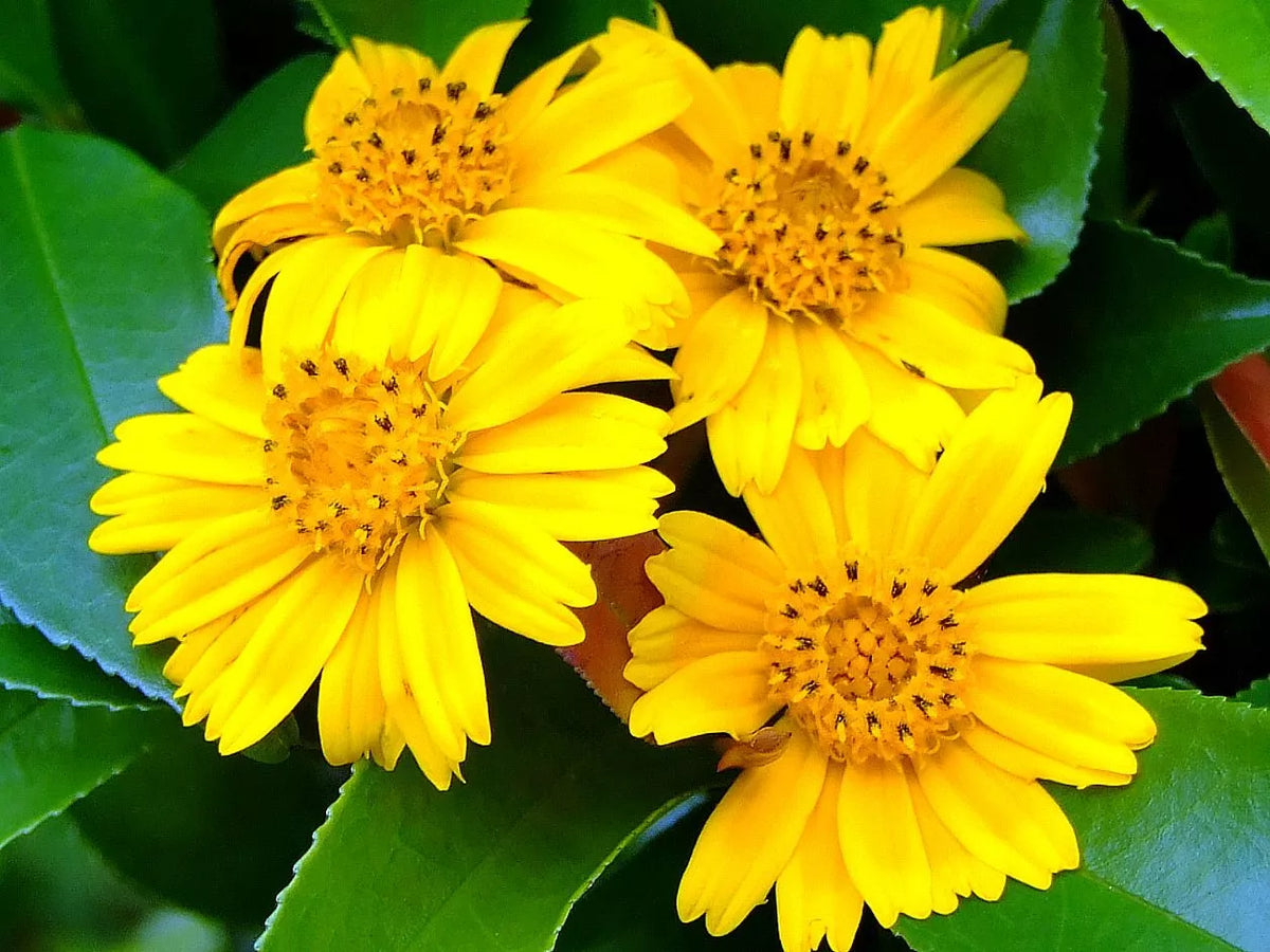 Live Rooted Wedelia Trilobata Vine Cuttings - 12 Pack Perennial Ground Cover