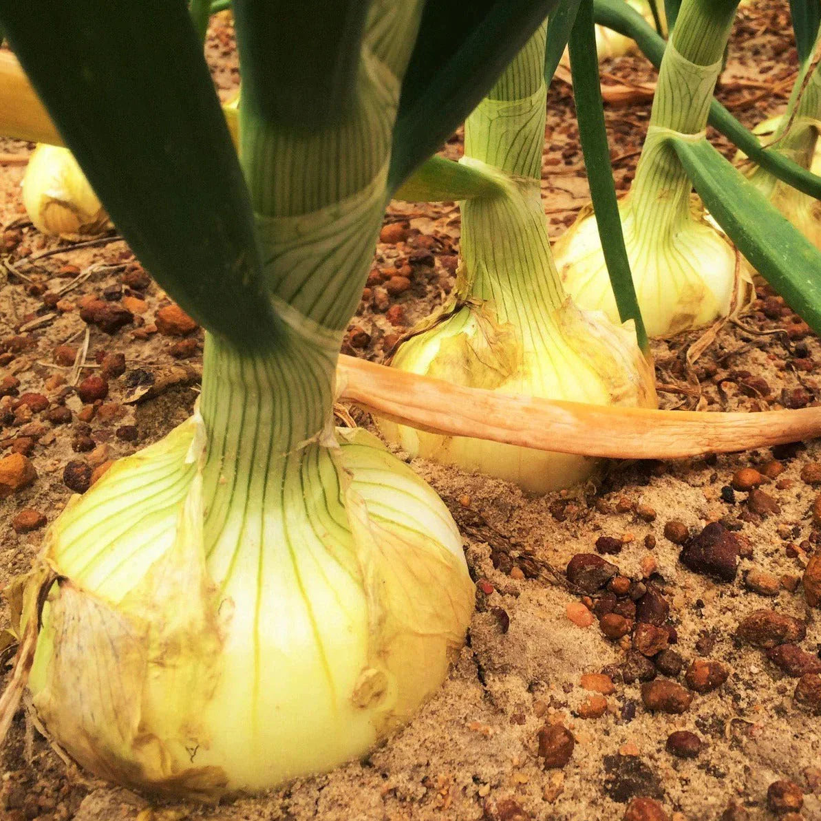 Vidalia Onion Seeds - Yellow Granex Variety - Noonday Sweet - Perfect for 2025 Planting - Allium cepa