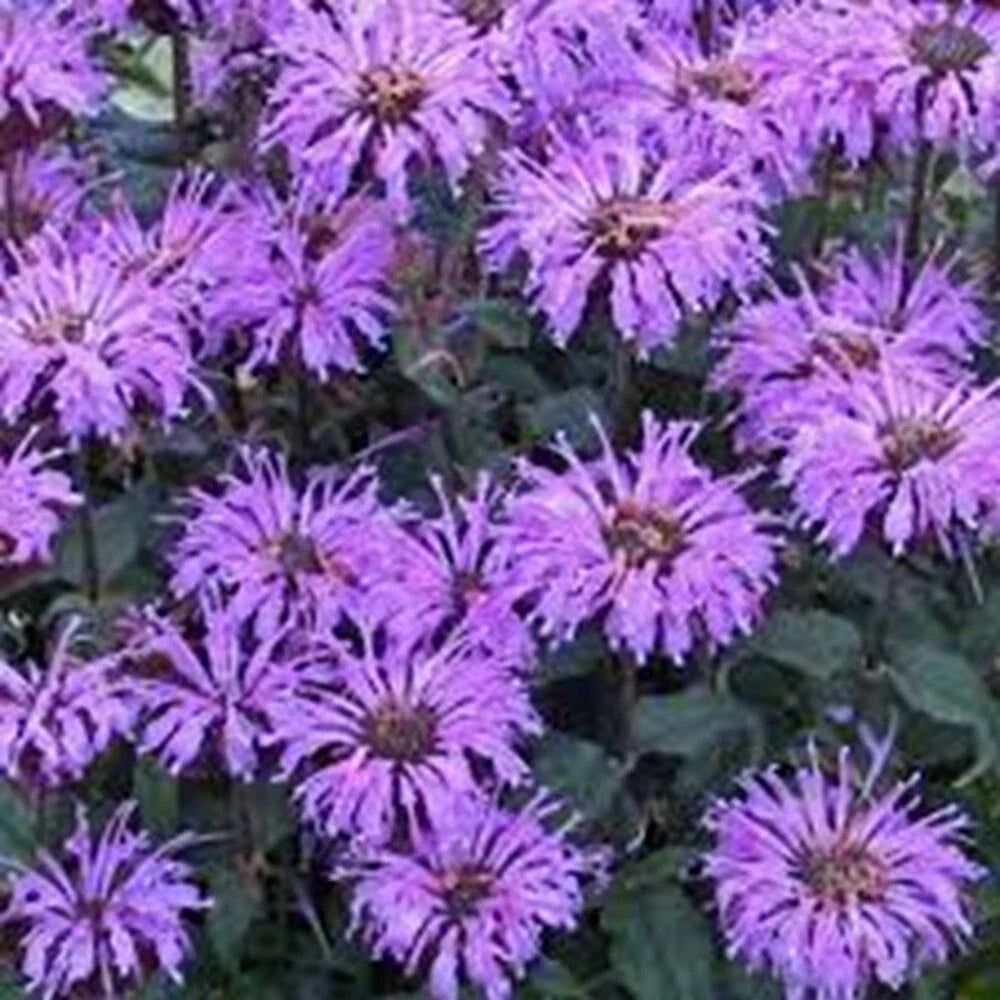 Double Lilac Bee Balm Seeds - 100 Pack, Monarda didyma, Hummingbird & Butterfly Attractant, Garden Pollinator Seeds