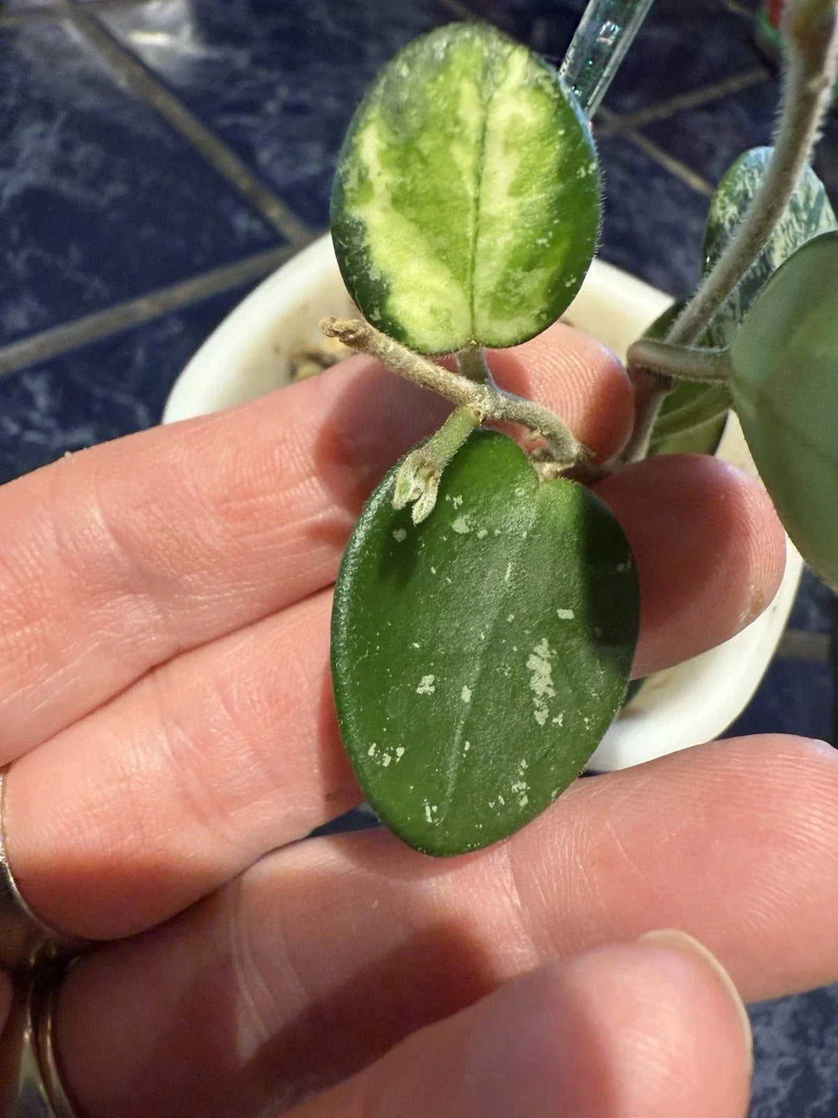 Hoya Mathilde Variegated Cutting - 2 Leaf Houseplant Propagation - Hoya carnosa 'Mathilde'