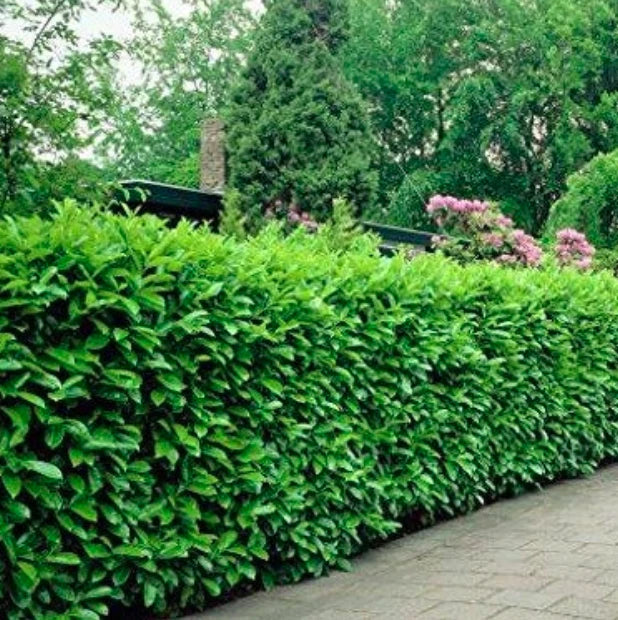 Rooted Cuttings Manhattan Euonymus Shrubs - Fast Growing - Euonymus fortunei