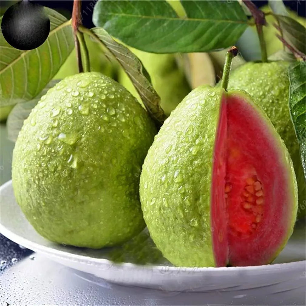 Guava Fruit Tree Seeds - 100 Pack, Tropical Fruit, Exotic Variety, Psidium guajava