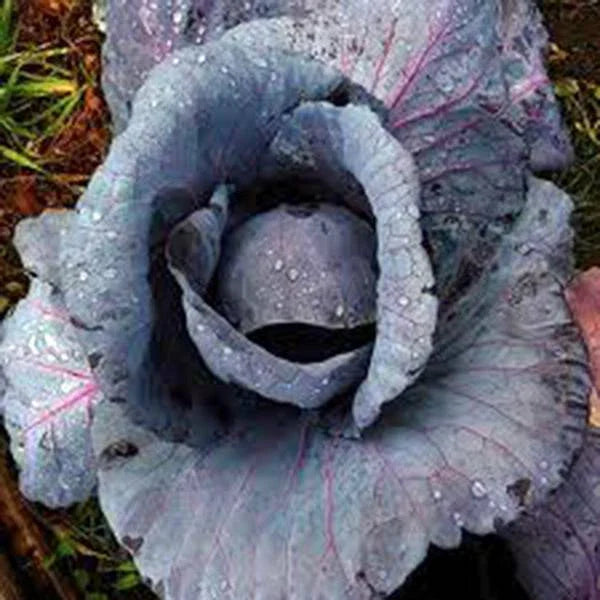 Red Acre Cabbage Seeds, Heirloom Non-GMO, 500 Seeds, Brassica oleracea