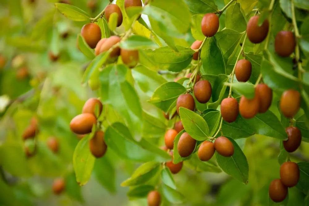 Chinese Date Tree Seeds - 6 Pack - Jujube (Ziziphus jujuba) for Planting