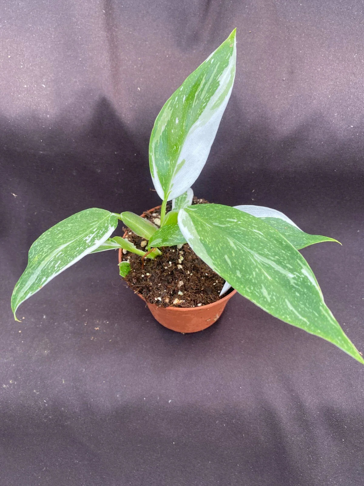 Philodendron White Wizard Rooted Plant 3" Pot Live Houseplant