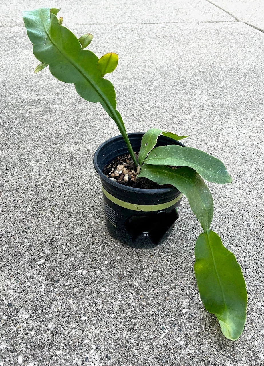 Fragrant Epiphyllum oxypetalum 'Queen of the Night' Succulent Plant - Rooted Live Plant - Night-Blooming Cactus
