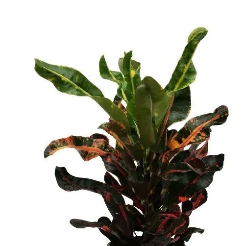 Croton Mamey Plant Cuttings 4-6" | Variegated Codiaeum variegatum for Propagation & Indoor Garden