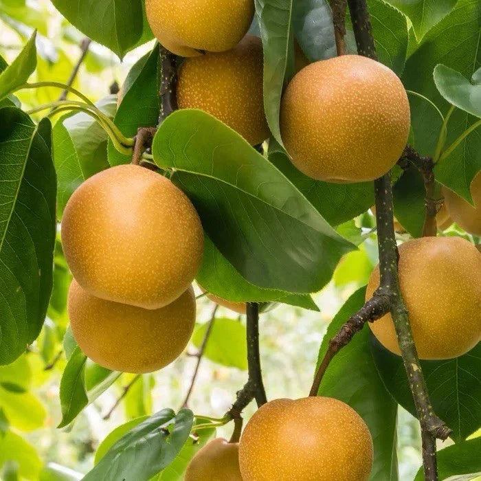 Shinko Pear Tree Bare Root 2-3 Ft Tall Asian Pyrus pyrifolia Fruit Tree for Garden Planting