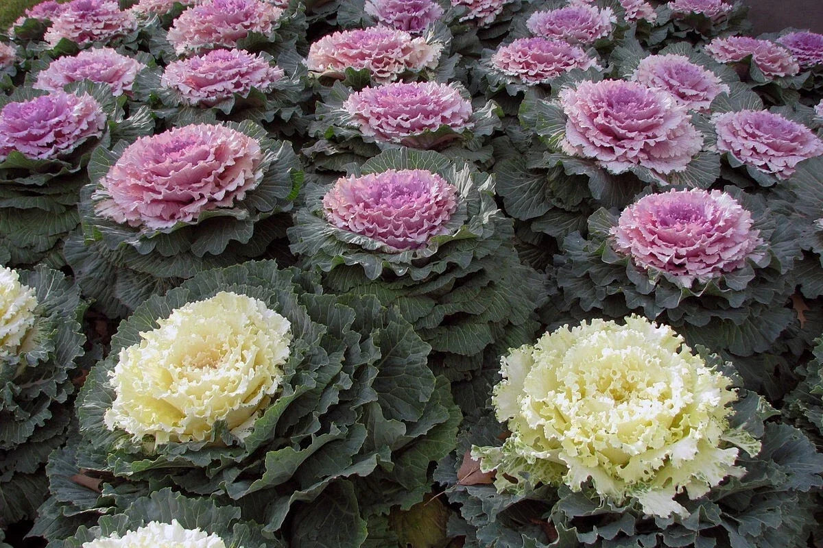 Ornamental Kale Seeds - 100 Non-GMO Heirloom Brassica oleracea for Colorful Fall Gardens