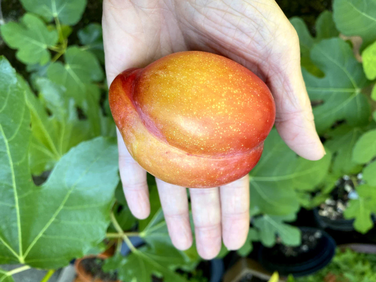 European Plum Cuttings - Edible Landscaping, Very Delicious Huge Fruits, Prunus domestica