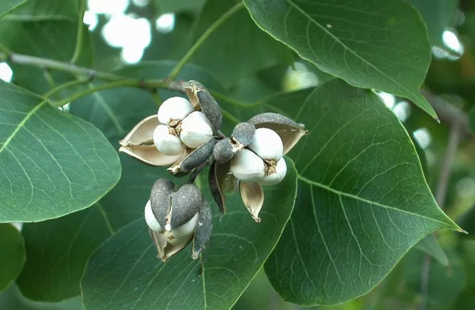 Chinese Tallow Tree Live Plant 1-2ft Bare Root Triadica Sebifera Ornamental Shade Tree Vibrant Fall Colors