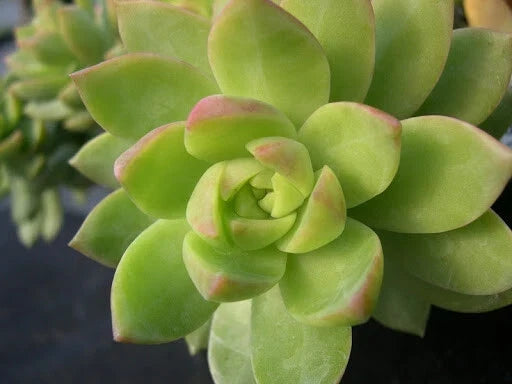 Sedum Adolphii Lime Gold Succulent 3-Inch Potted Plant with Yellow-Green Foliage for Indoor Outdoor Garden