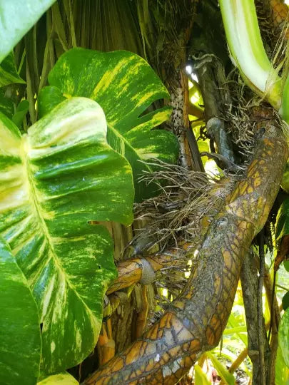 Giant Fenestrated Golden Queen Pothos Aerial Roots Node Segment Epipremnum aureum