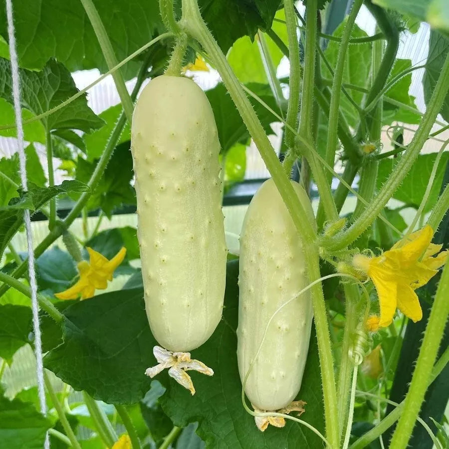 White Wonder Cucumber Seeds - 200+ Heirloom Organic Non-GMO - Rare Variety - Cucumis sativus