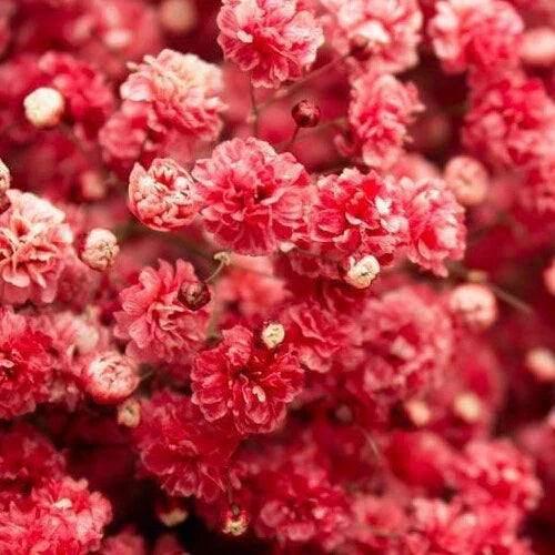 Crimson Red Baby's Breath Seeds - Non-GMO, 1270 Variety - Ideal for Garden & Floral Arrangements (Gypsophila elegans)
