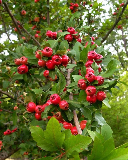 Live 6-Inch Mayhaw Fruit Trees - Red Heirloom Seedlings Crataegus aestivalis for Gardens & Orchards
