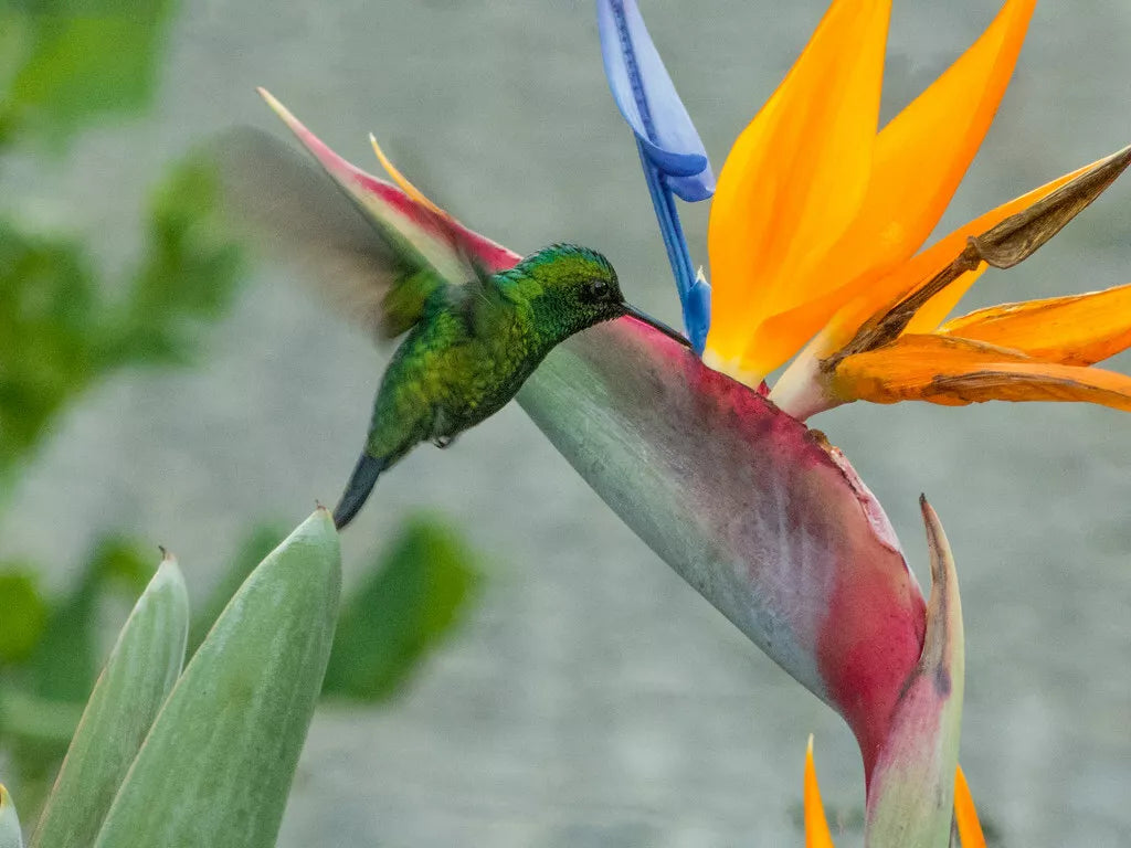 Organic Bird of Paradise Plant 20in Live Strelitzia reginae with Orange Flowers, Tropical Indoor Outdoor