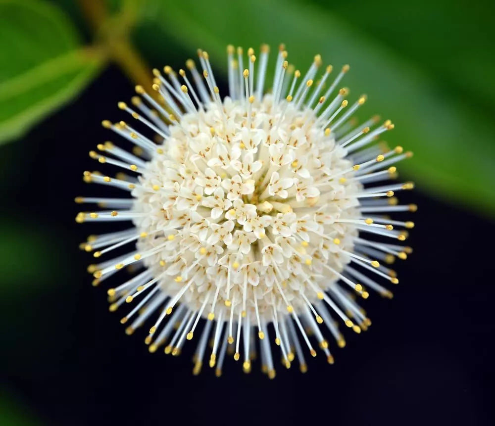 Buttonbush Seeds for Planting - 100 Seeds - Cephalanthus occidentalis - Native Wetland Plant Seed
