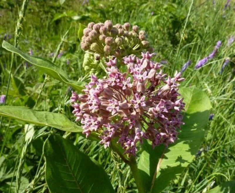 Common Milkweed Seeds 1 OZ Asclepias syriaca Native Wildflower for Monarchs Pollinators