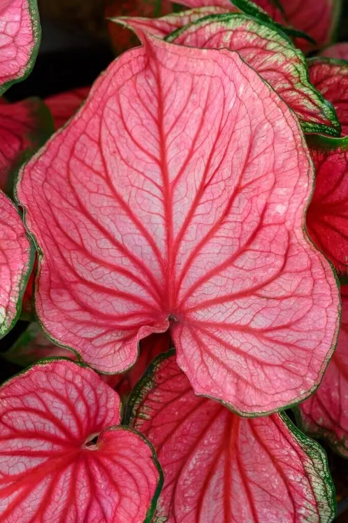 Caladium Bulbs - 10 Count Pink Symphony - Perennial Elephant Ears