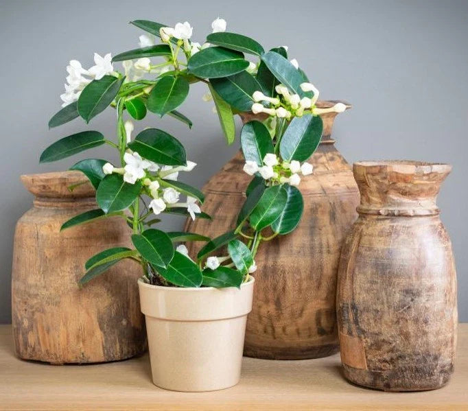Madagascar Jasmine Starter Plant - Small Rooted Green Leaf Stephanotis - Fragrant Indoor Flowering Plant