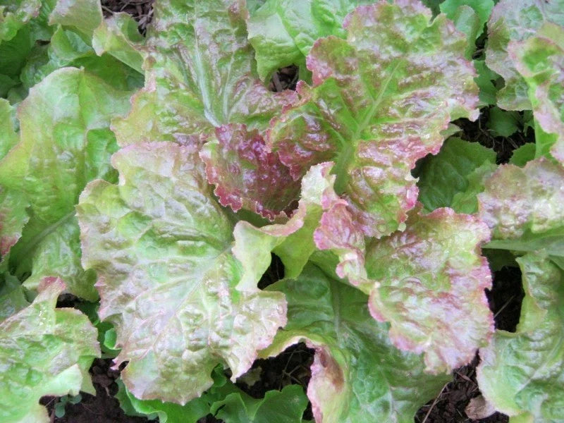 Prize Head Leaf Lettuce Seeds - 500 Bulk Seeds for Crisp, Sweet Lettuce - Lactuca sativa