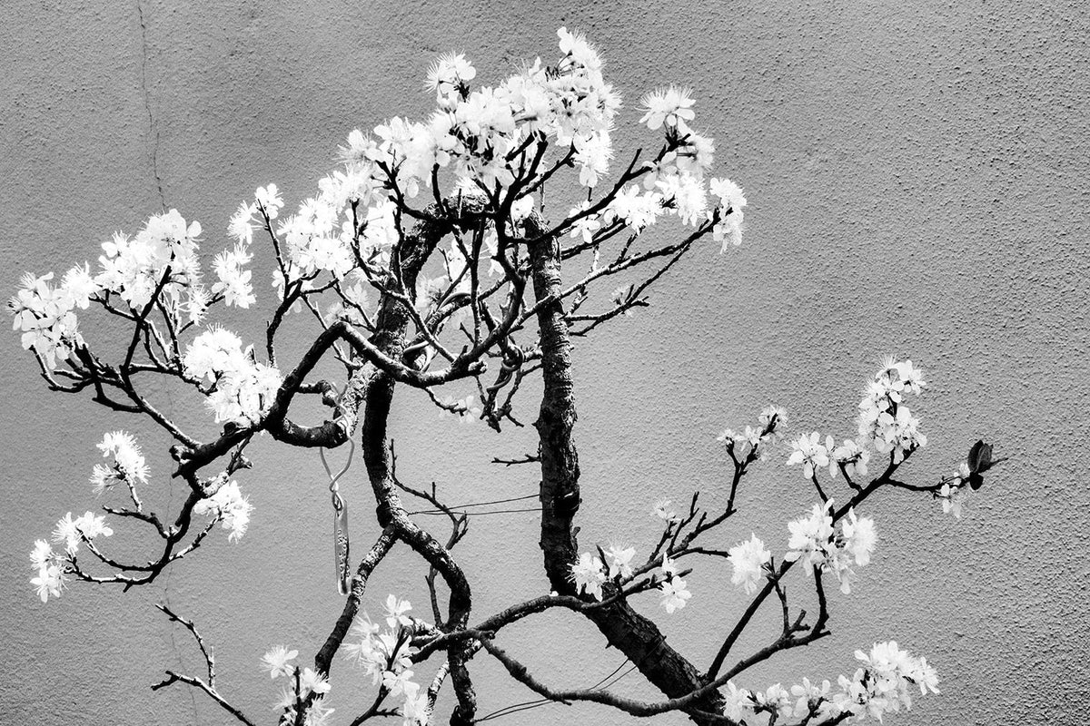 Cherry Tree Bonsai Seeds - 20 Count - Prunus serrulata for Gardening & Bonsai