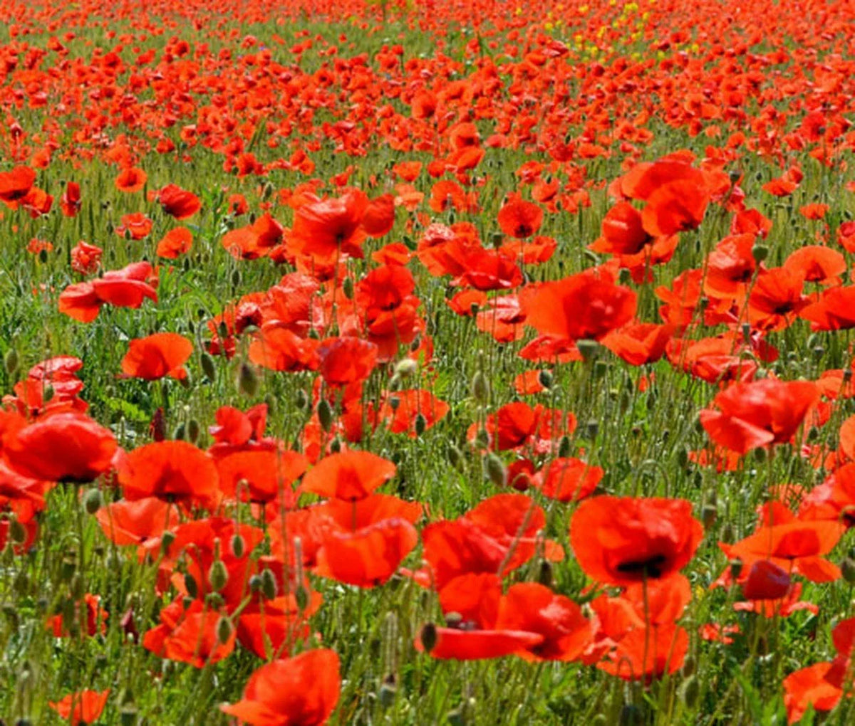 American Legion Red Poppy Seeds - Papaver rhoeas - Bulk 2340 Seeds for Gardens, Borders, and Cut Flowers