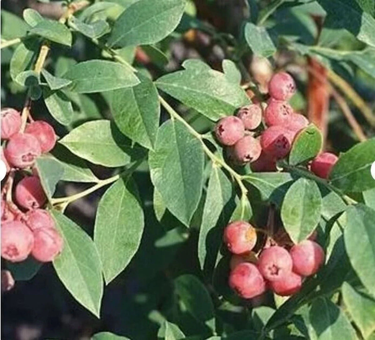 Florida Rose Blueberry Plant - 5" Starter - Edible Fruit, Pink Red Berries, Vaccinium spp., Rabbiteye Hybrid, Self-Fertile