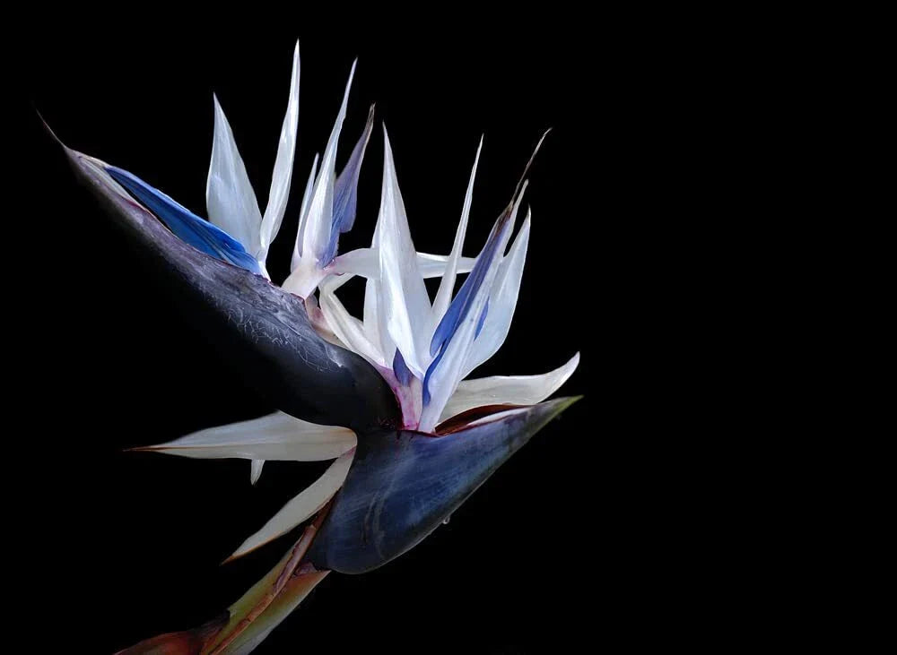 White Bird of Paradise Seeds - 5 Seeds for Indoor Plant or Bonsai - Strelitzia Nicolai - Ideal for Gardening Enthusiasts