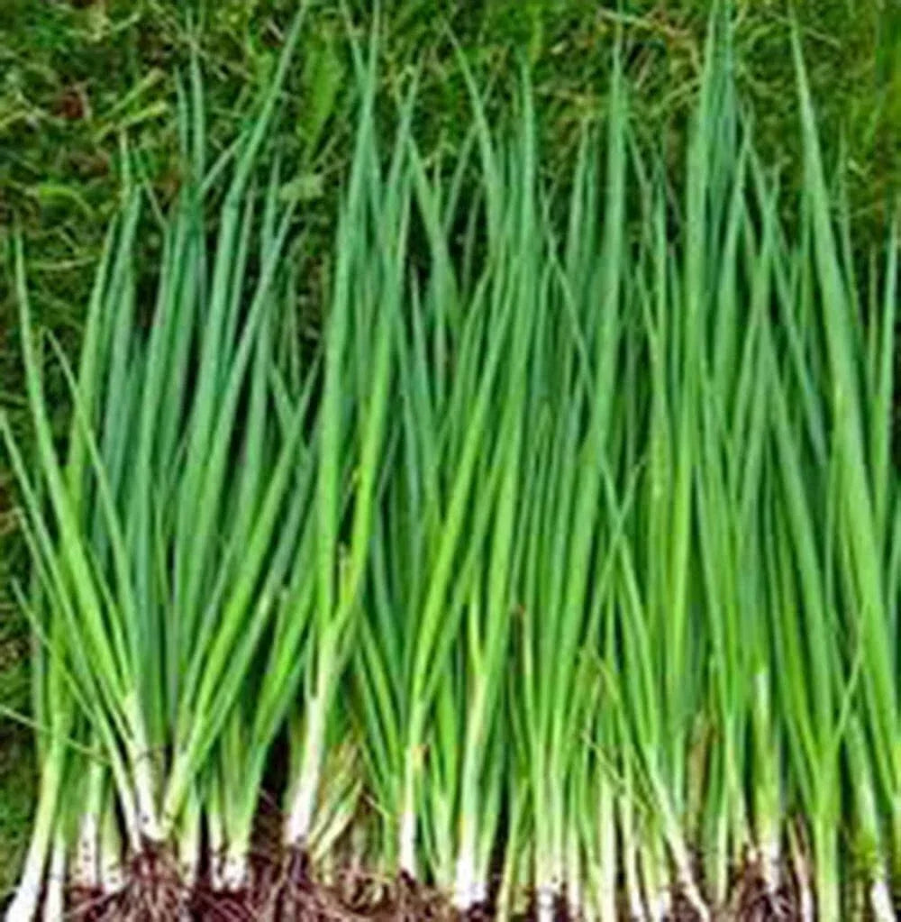 Tokyo Long White Onion Seeds - Heirloom Allium fistulosum Vegetable Seeds for Salads & Cooking, 100+ Seeds