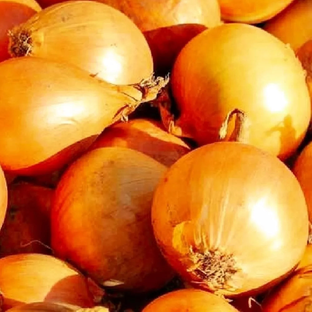Utah Yellow Sweet Spanish Onion Seeds | Heirloom Non-GMO Allium cepa Vegetable Garden Seeds Pack