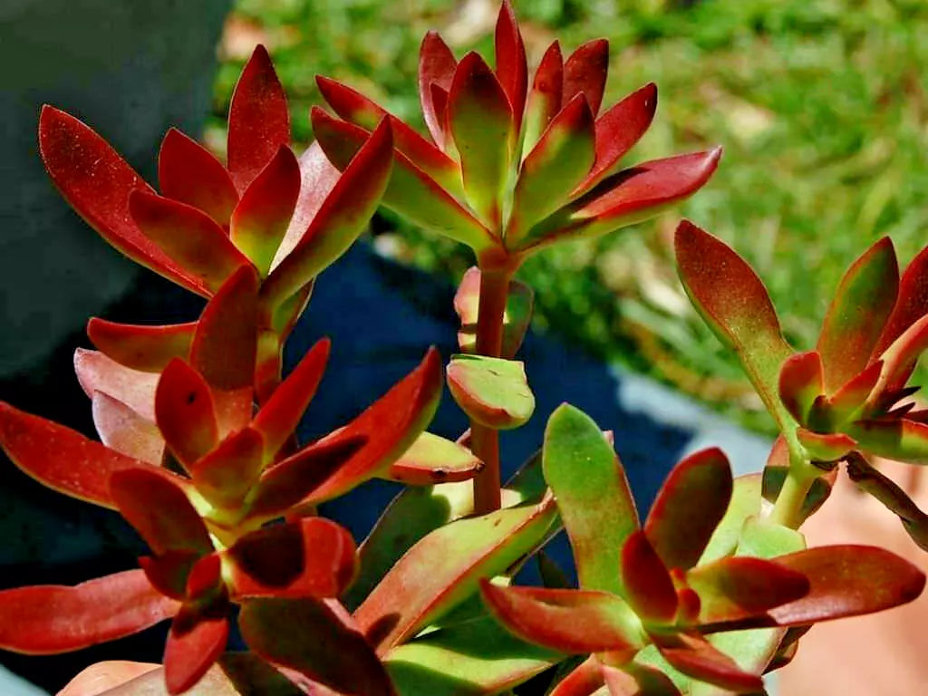 Crassula Platyphylla Burgundy Succulent Cuttings - 1.5" Unrooted Propagation Plants